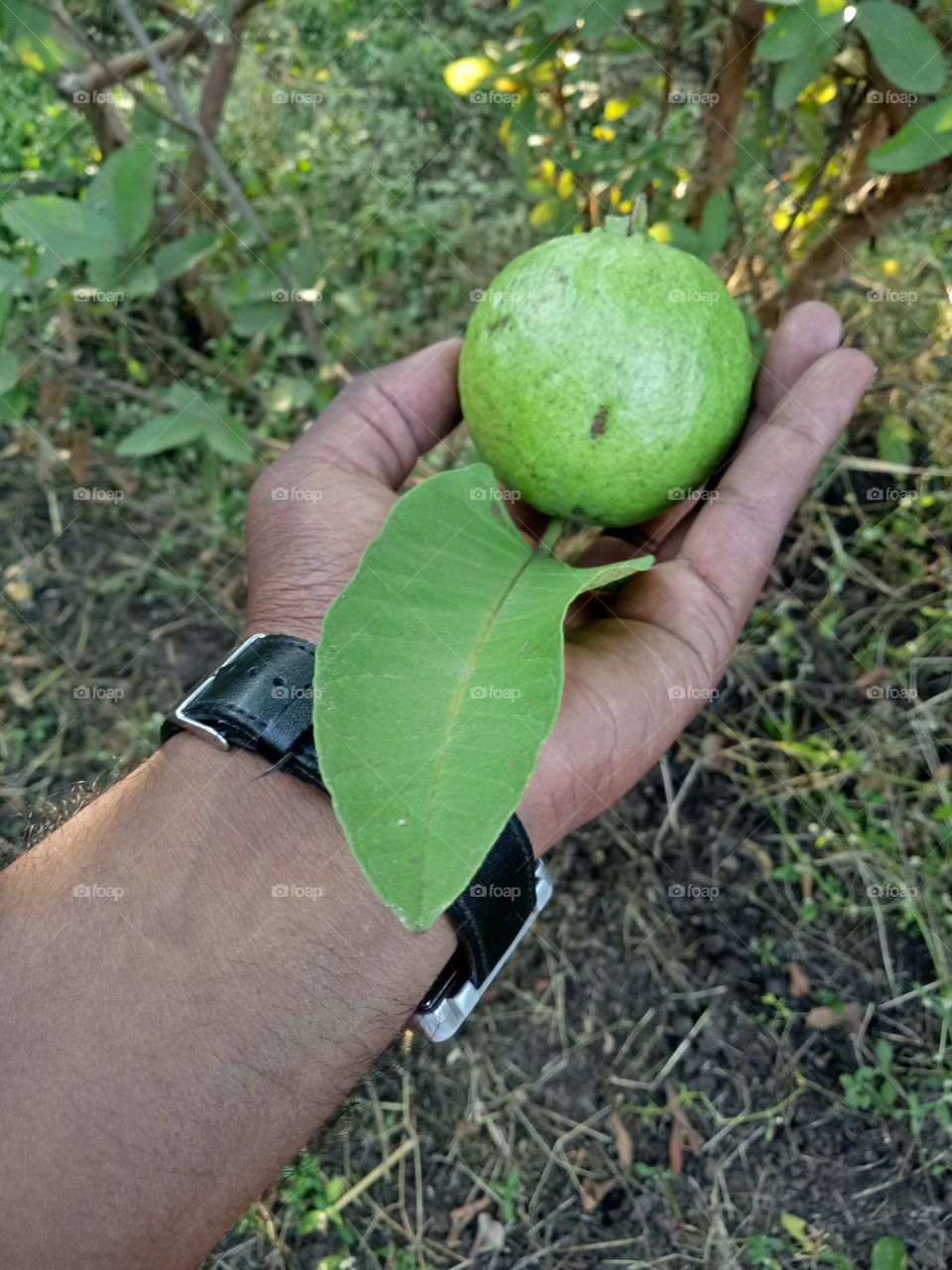 Fruit Guava # Sweet #Leaf # Green Green