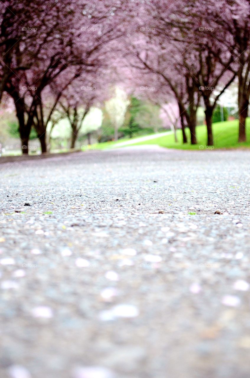 Blossom tree way