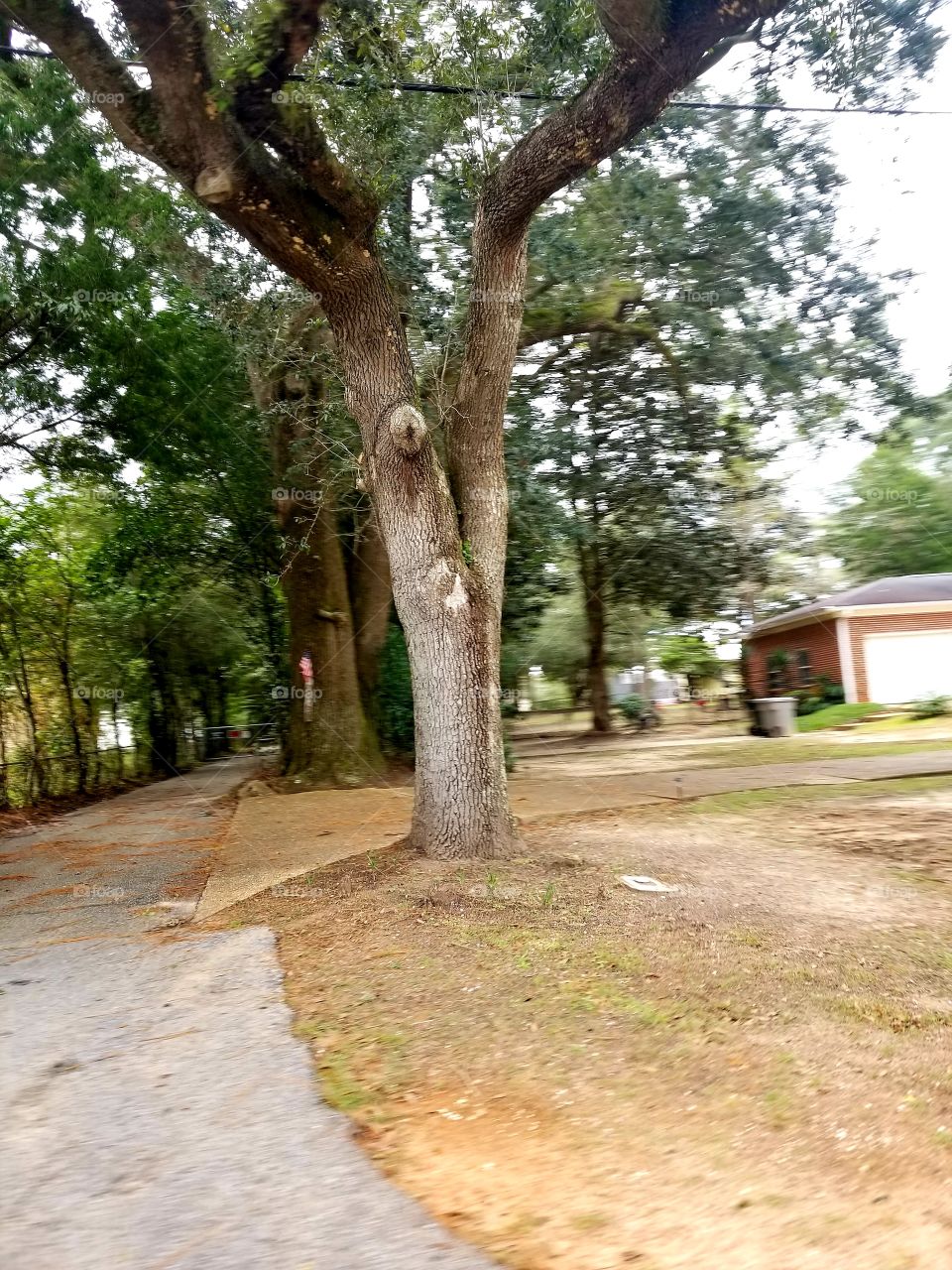 tree