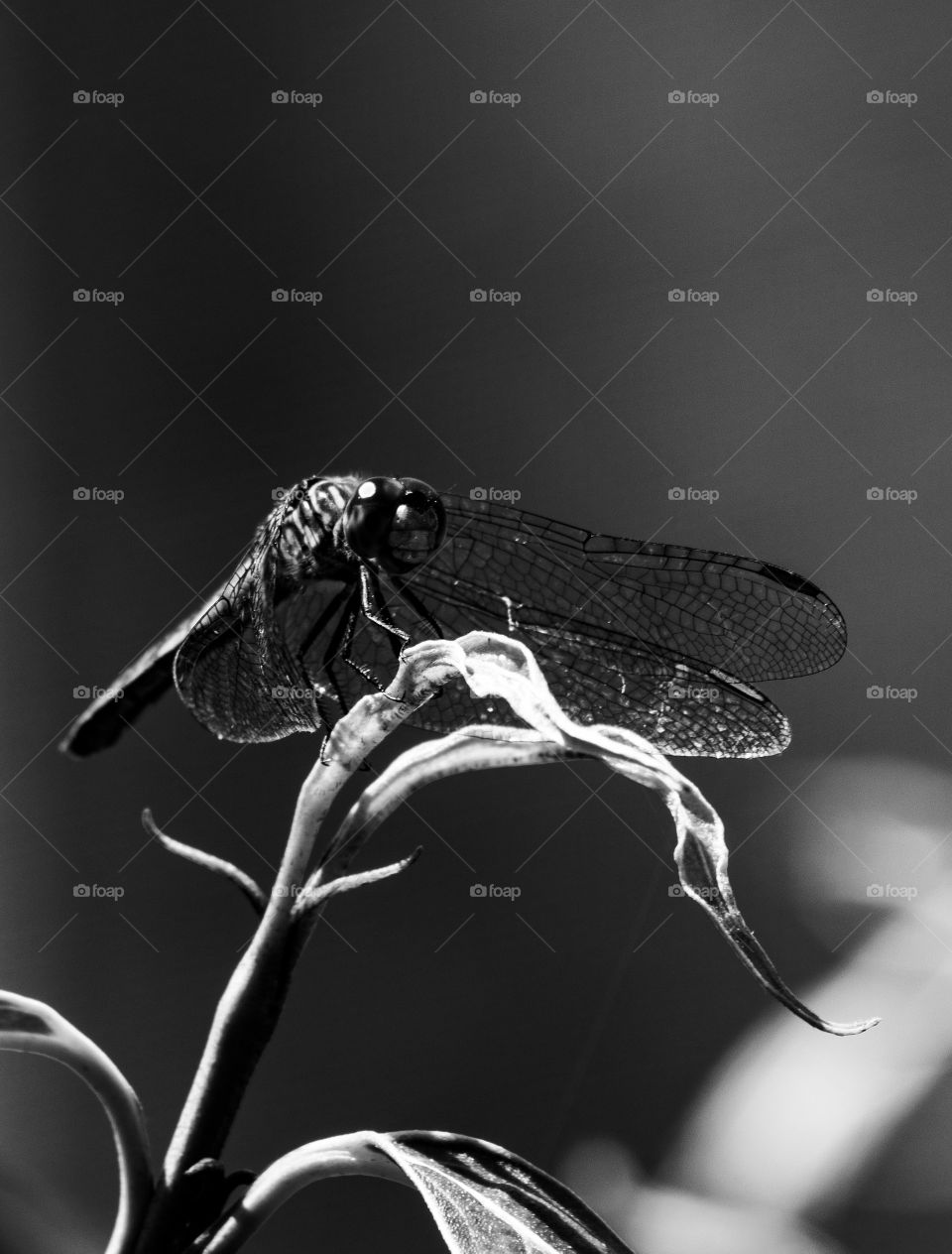 B&W dragon fly picture