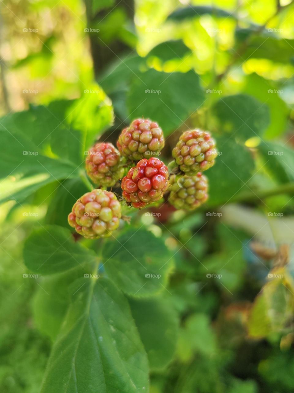 Blackberries