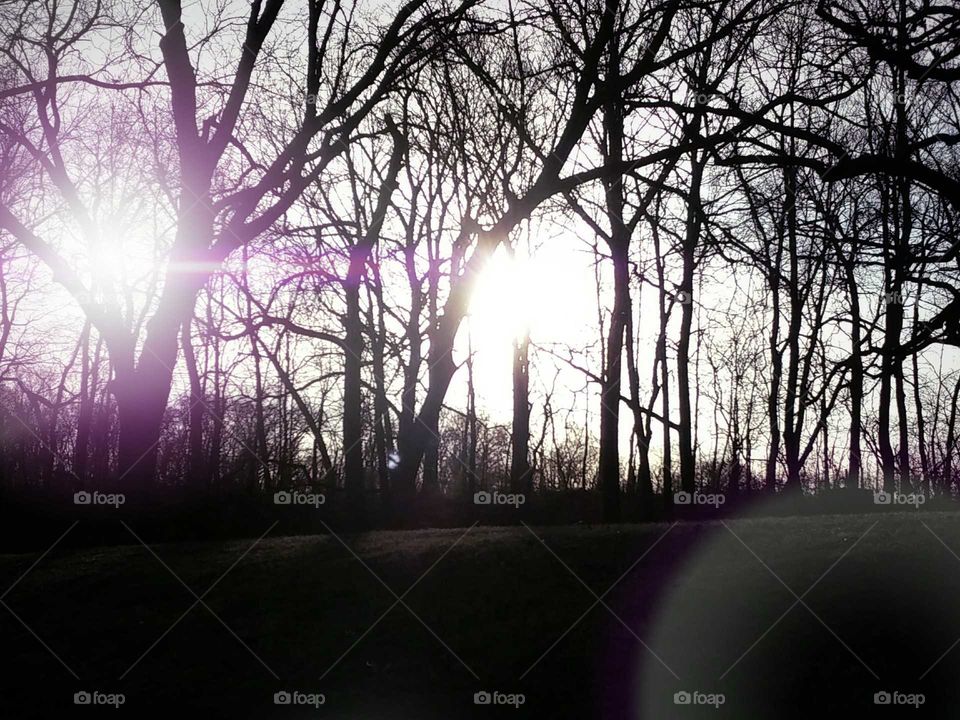 sunlight coming through the trees