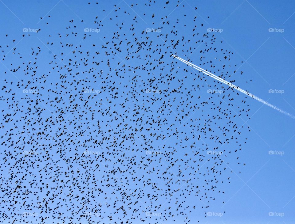 Migrating birds look like pepper in the sky