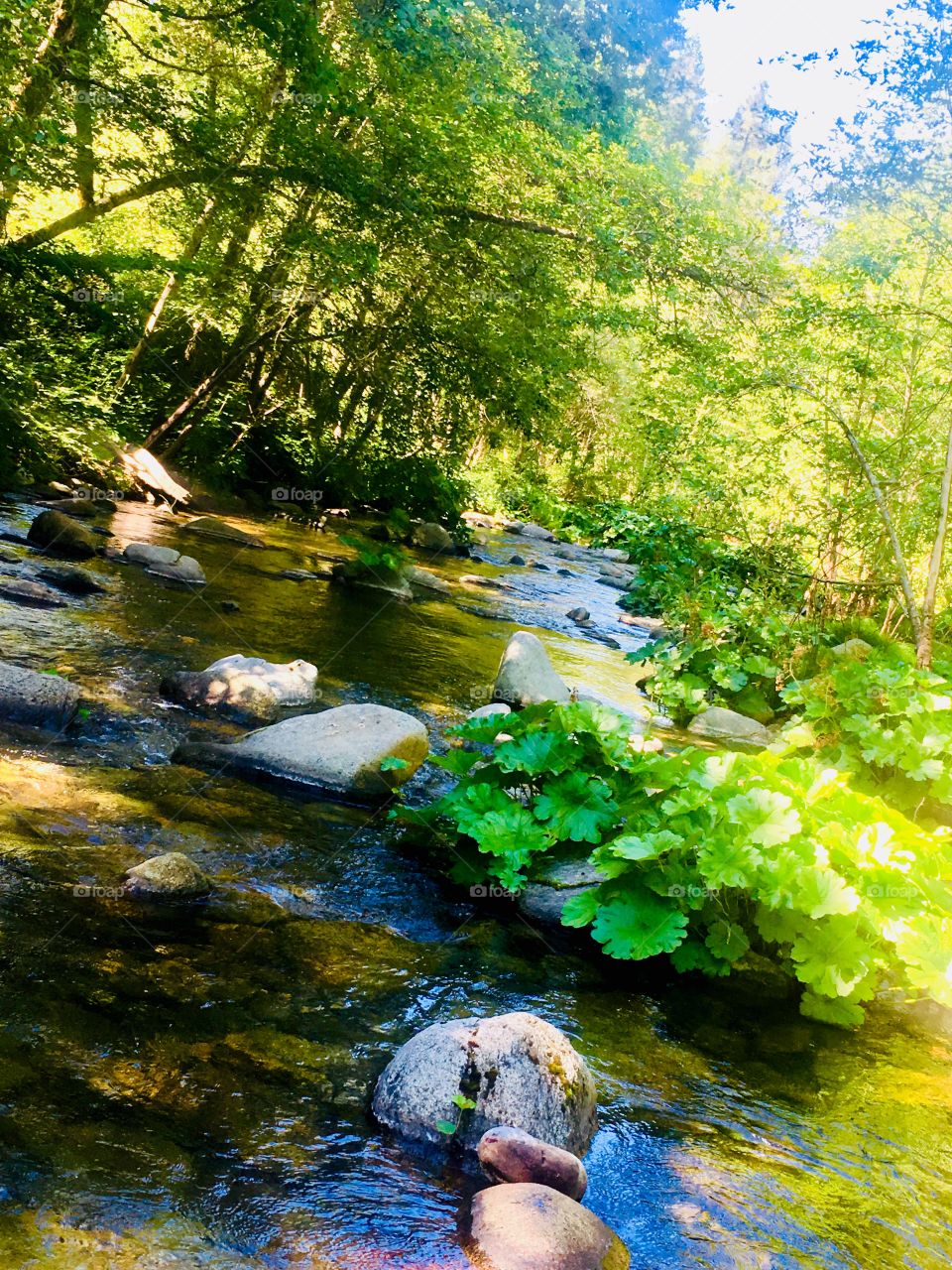 Yuba River