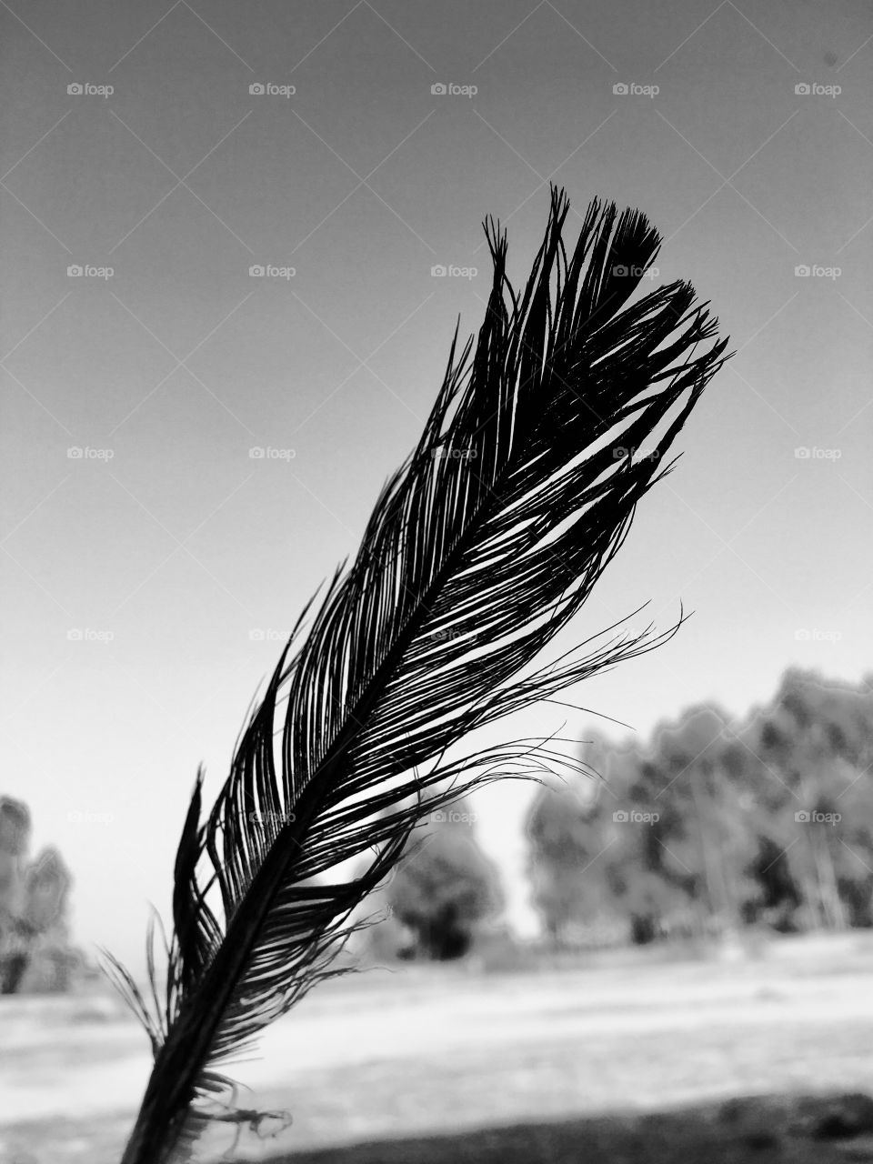 Black&white Feathers click by iphone6s 