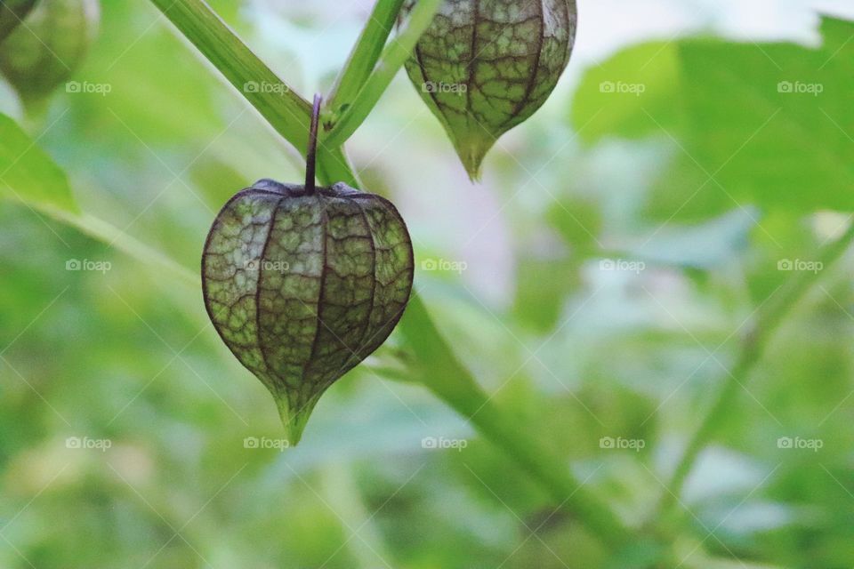 close-up fruit