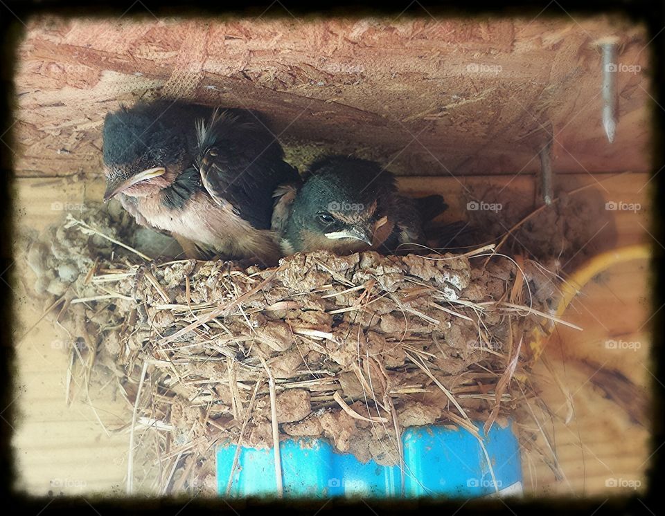 swallow nest