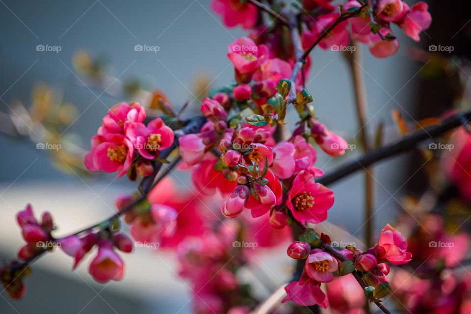 Red spring flowers