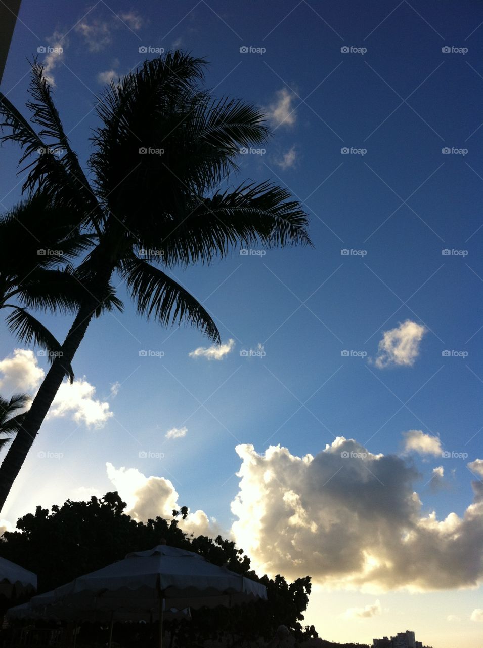 No Person, Beach, Sun, Tree, Sky