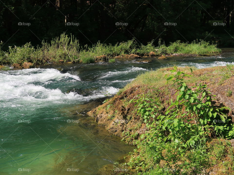 Beautiful green foliage covers the banks of Blue River as it rushes by on a sunny spring day in Western Oregon. 