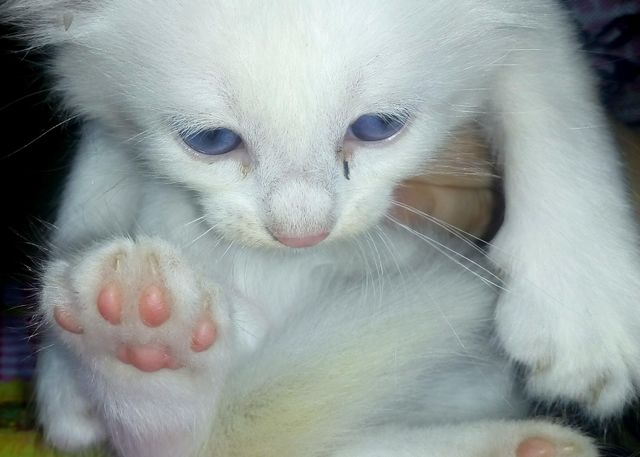 gato