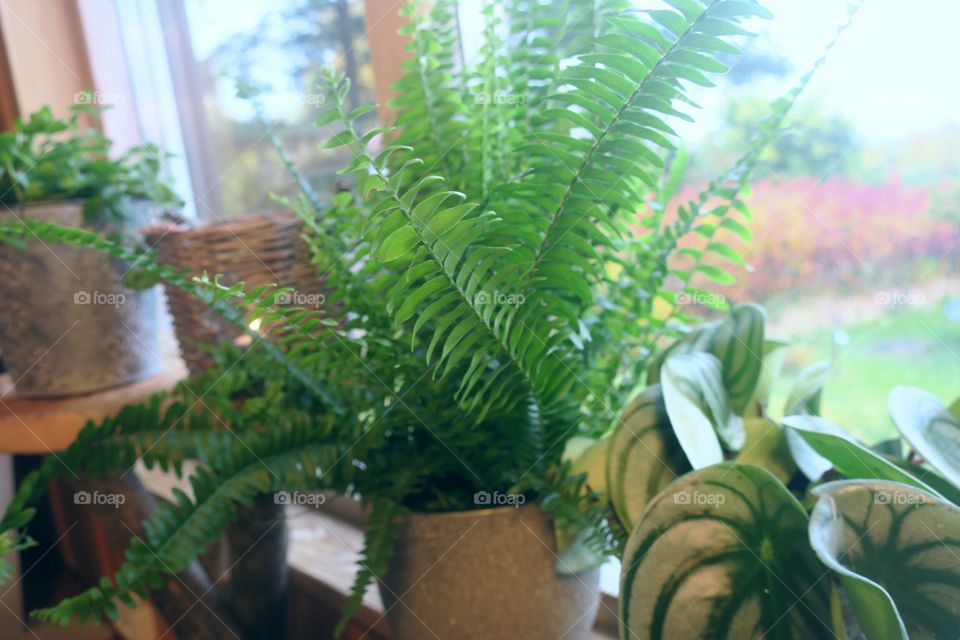 Green plants in the window