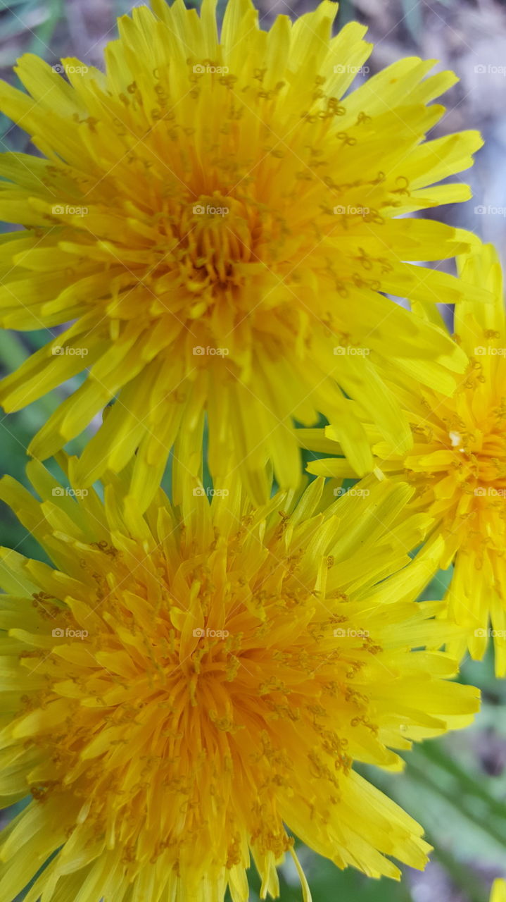 dandelions