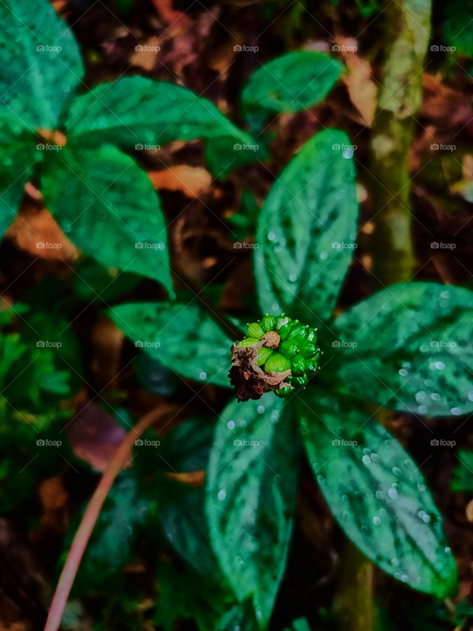 This is the fruit of the Arisaema filiforme plant. It belongs to the Araceae family l and the Arisaema genus. Arisaema filiforme fruit view from top.