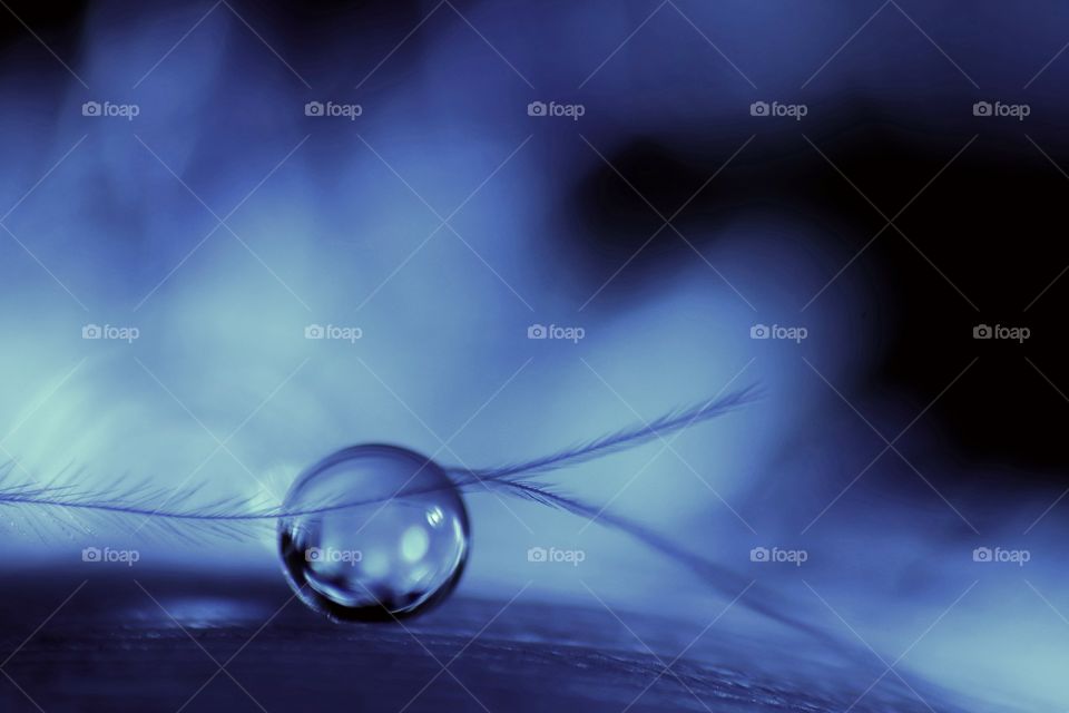 Water droplet on a feather.