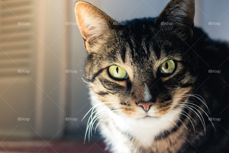 Portrait of a pet cat with intense piercing green eyes. Golden sun light coming through the window. 