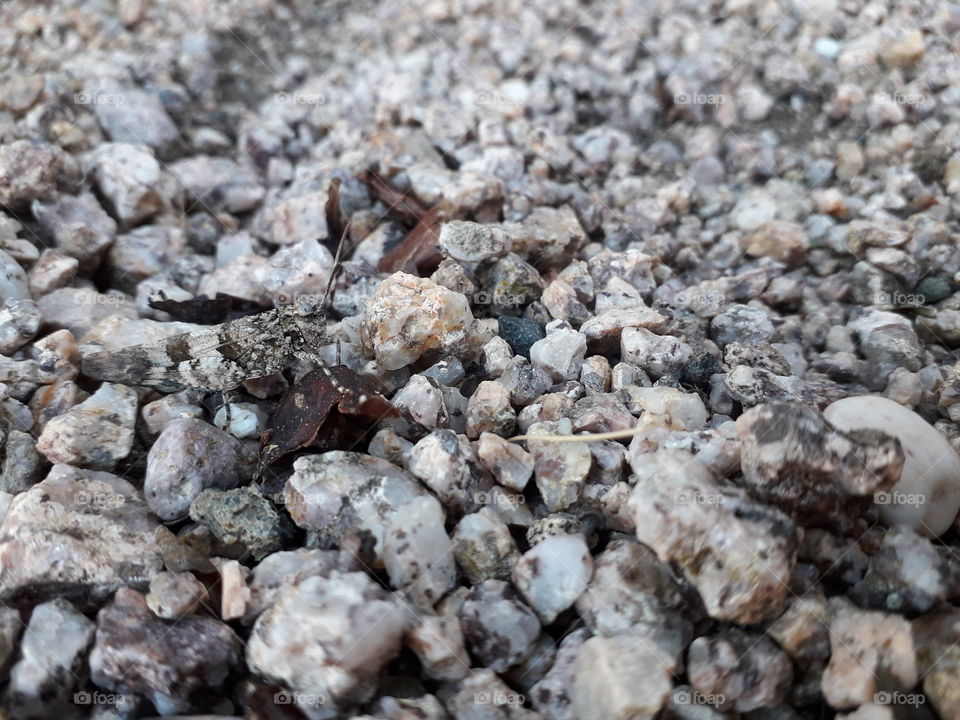 insect leaf grasshopper locust camouflage