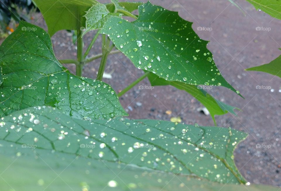 rain drops on the leaf