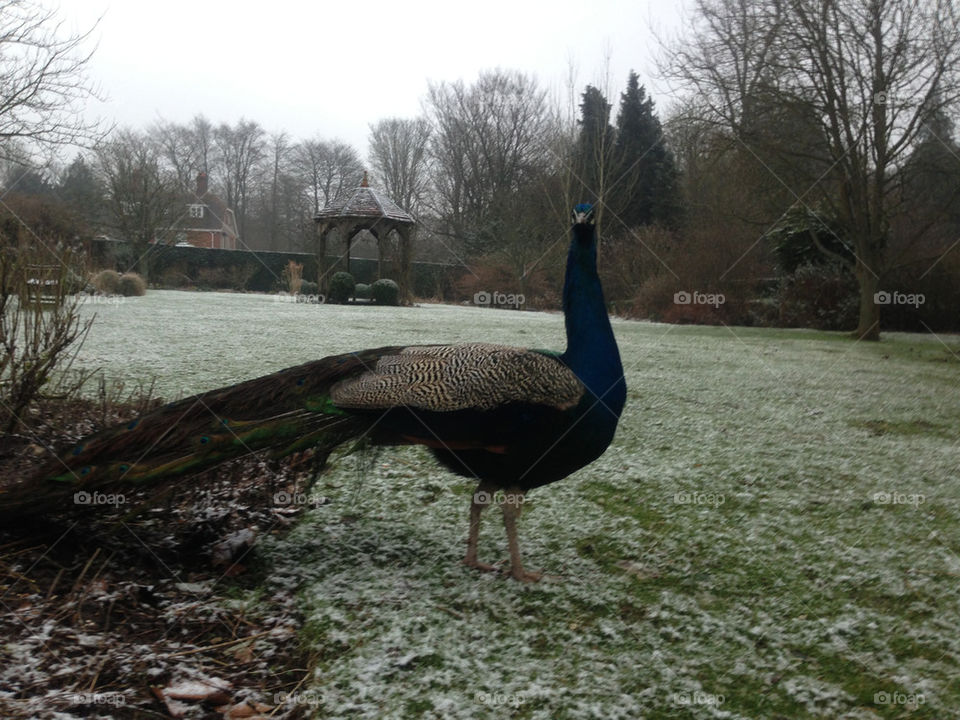 Peacoc at brockwood