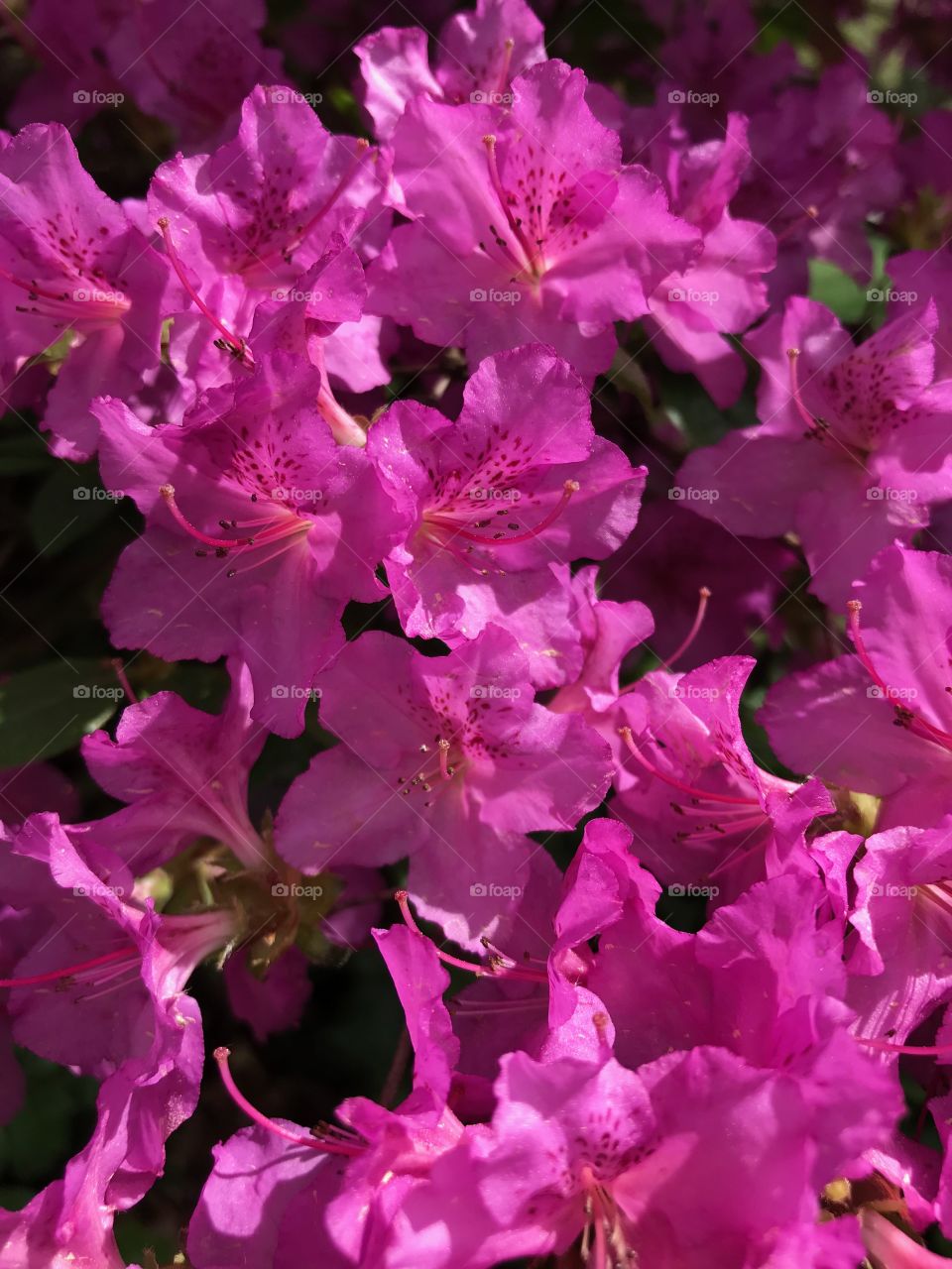 Vivid Azalea blooms