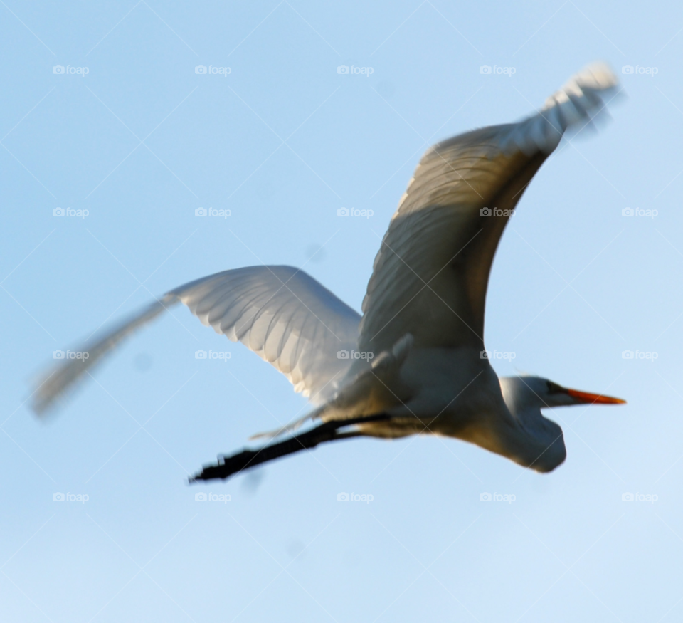 white flying bird flight by lightanddrawing