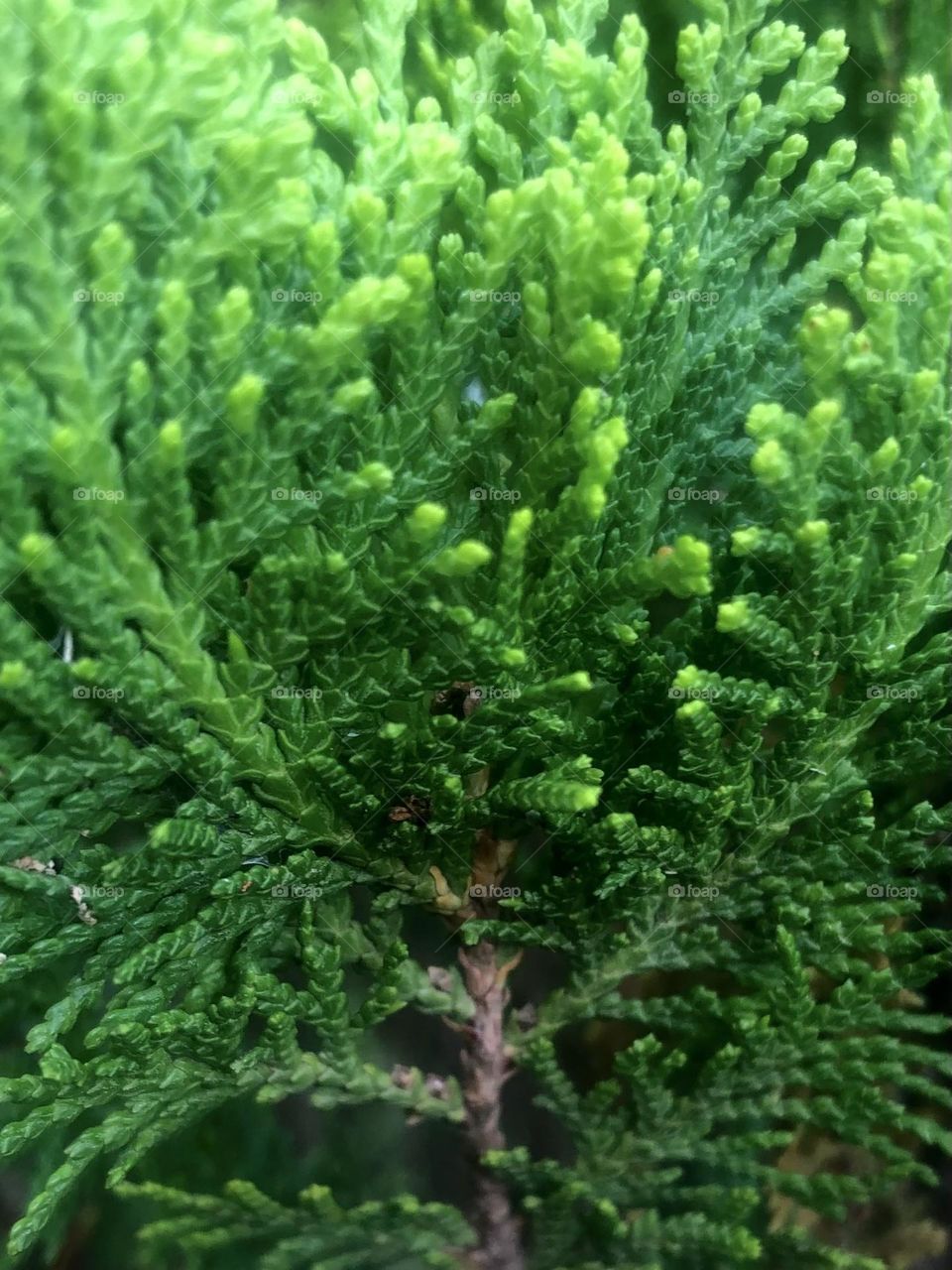 Closeup of the greenest juniper leaves by our front gate!