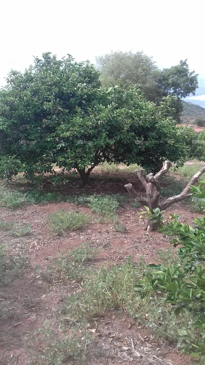 citrus fruit tree