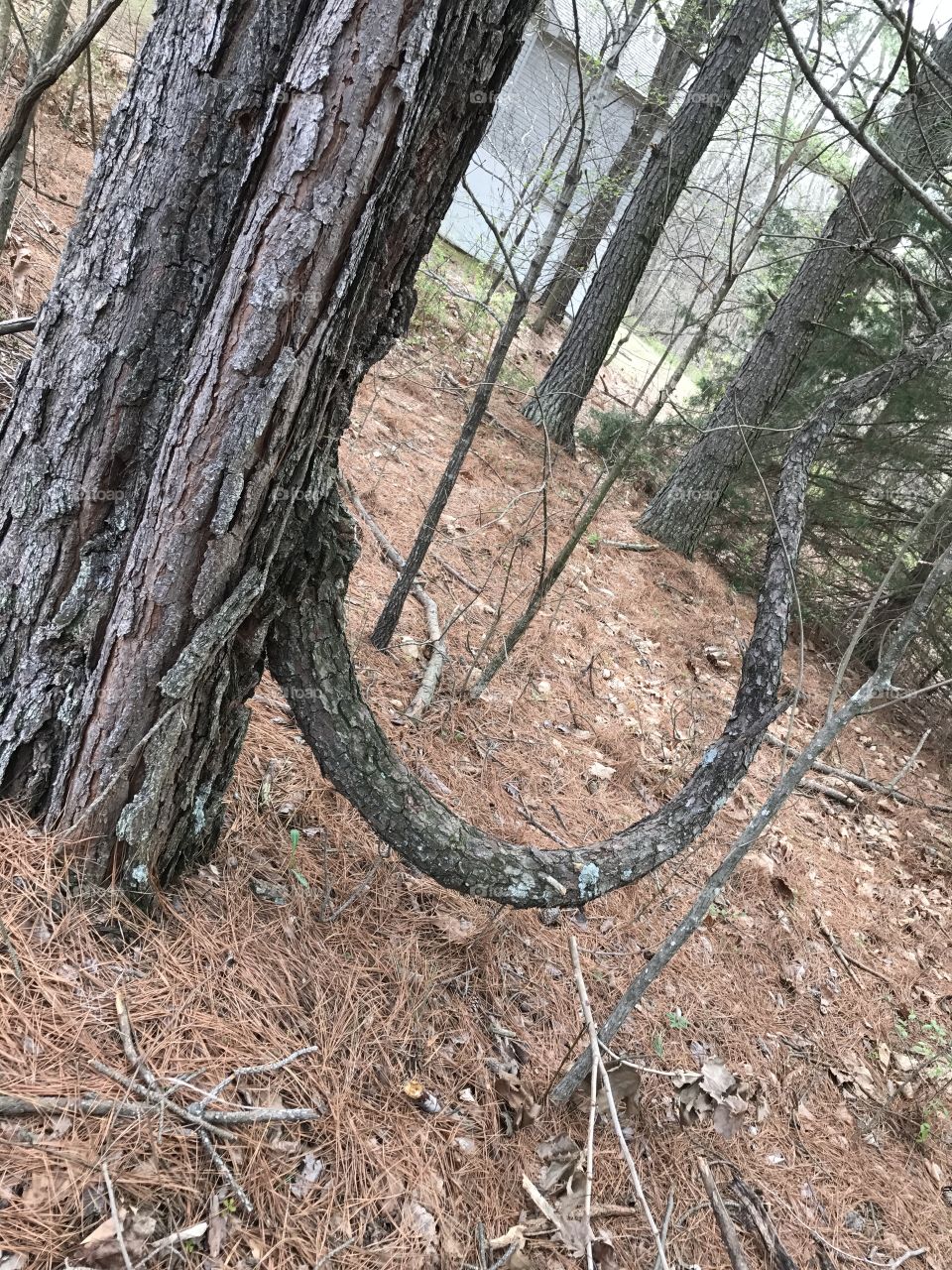 Elephant trunk tree? 