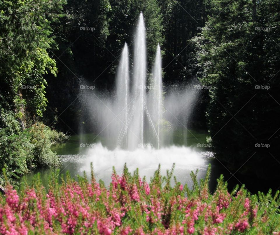 Endless summer, Butchart Gardens 