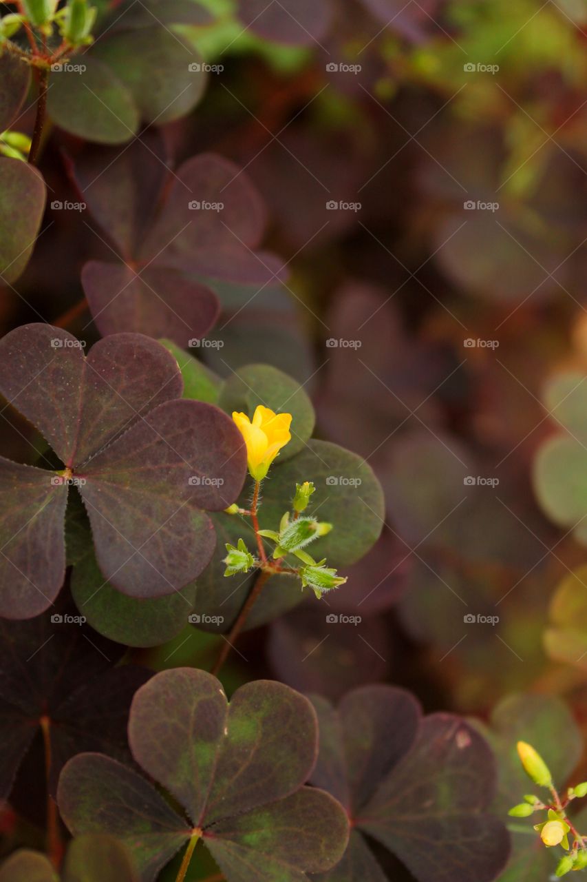 Цветы, насекомые, мухи, лисстья, лето, небо, красные лепестки, бардовое растение, макро фото