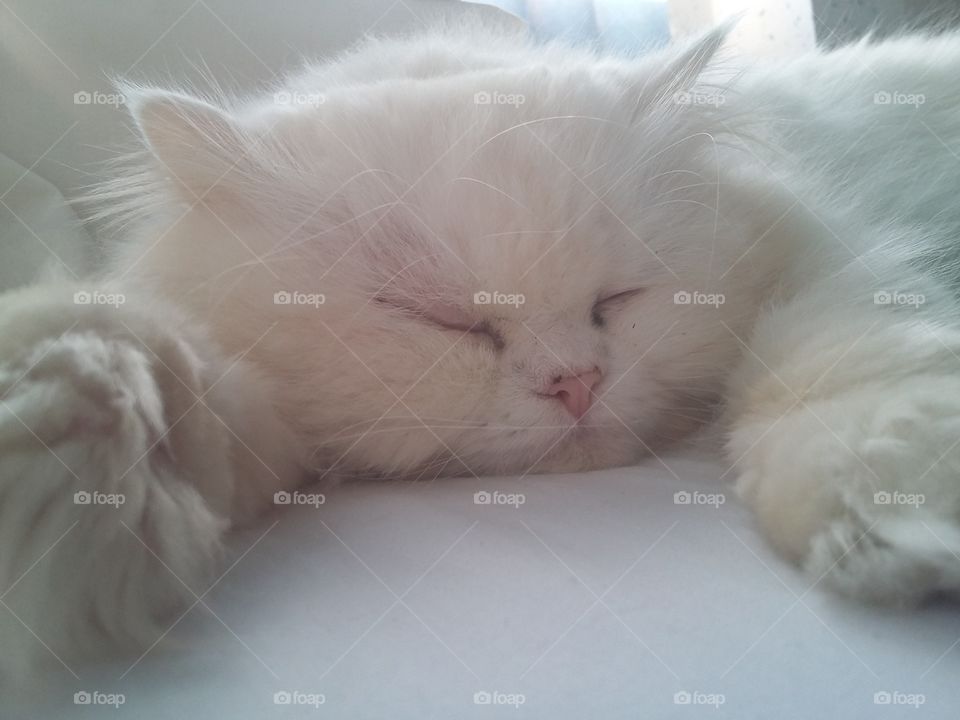 White cat sleeping