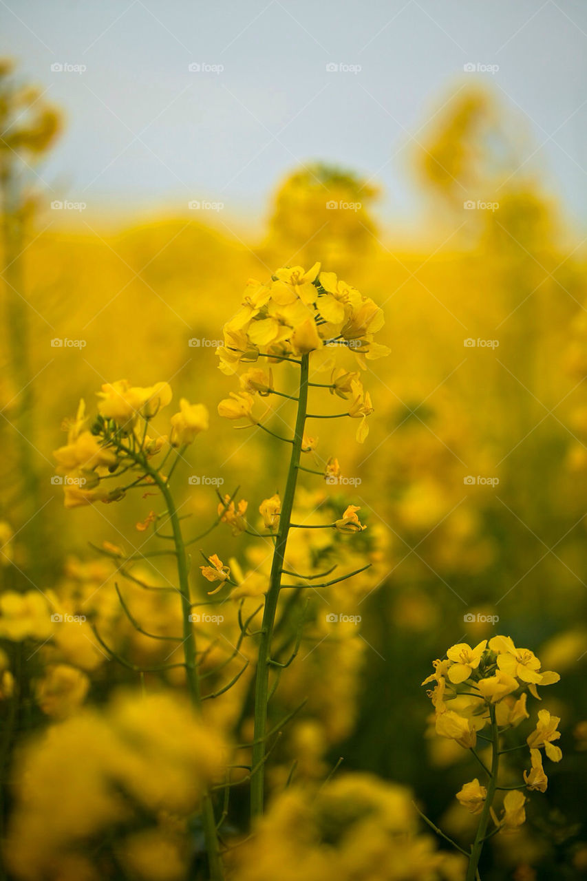 spring flowers yellow plants by jensryden