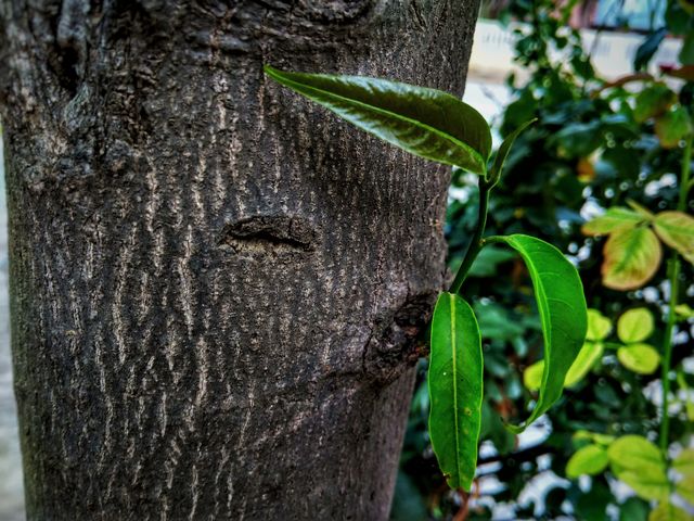 Green leaves
