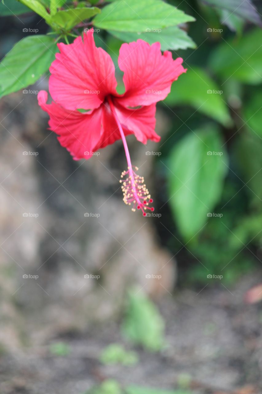 Hibiscus flower background with copy space