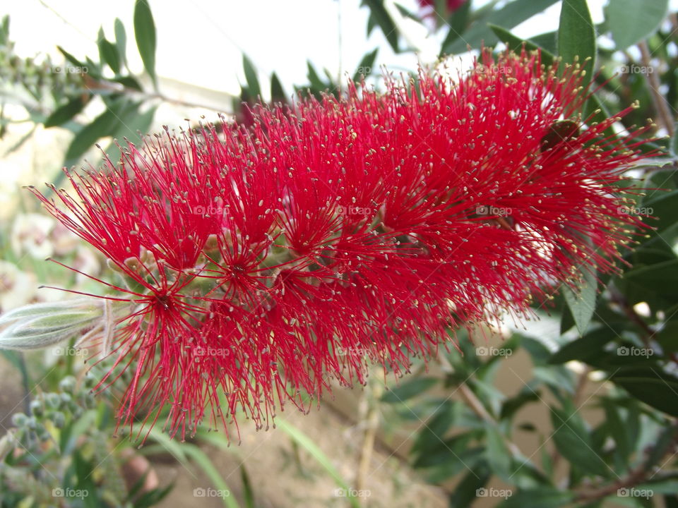 Red Callistermon Flower