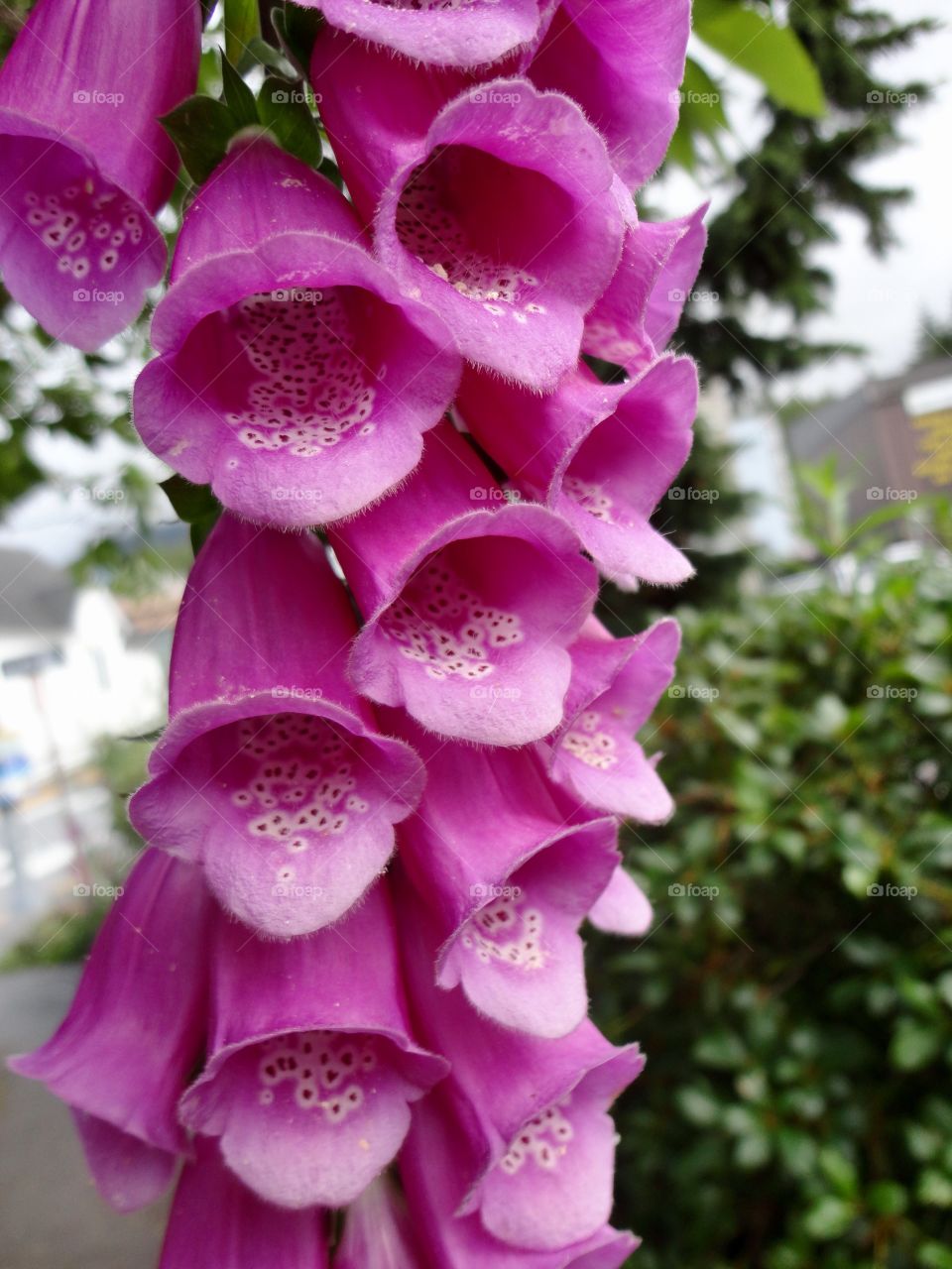 Foxgloves