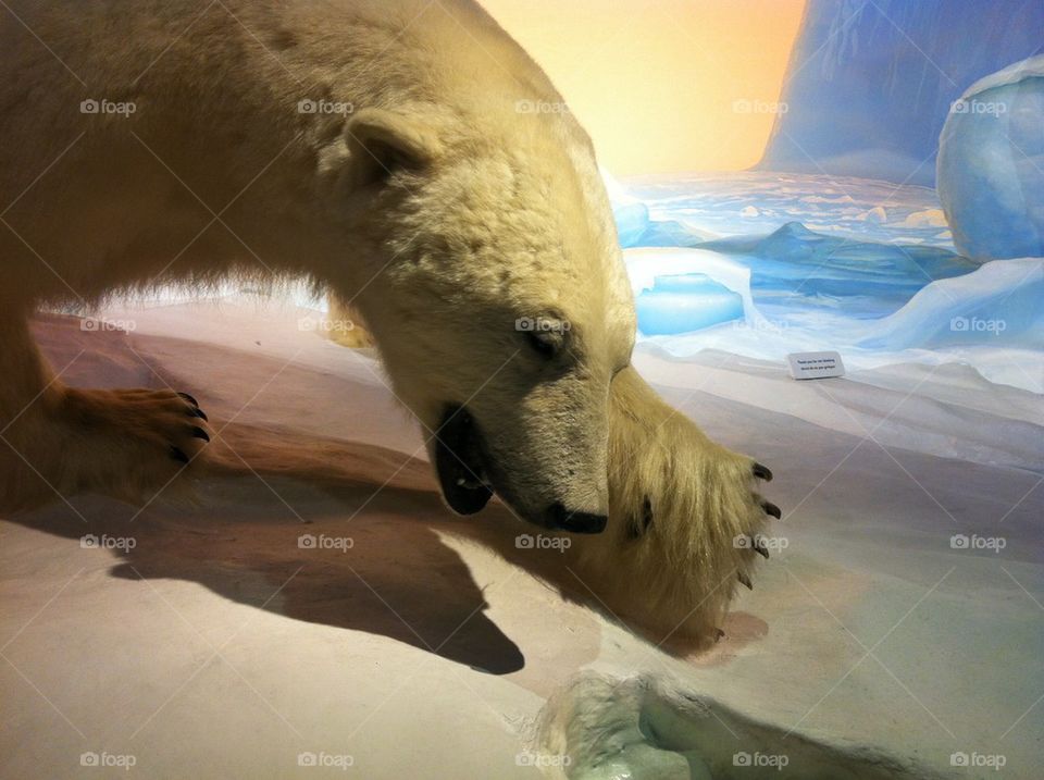 Polar Bear