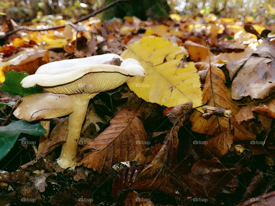 Fall, Fungus, Mushroom, Leaf, Nature