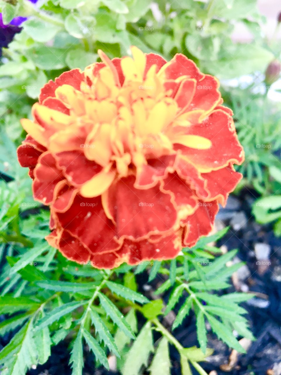 Orange flower in June 
