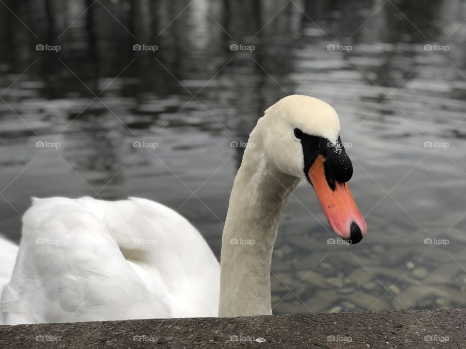 Swan