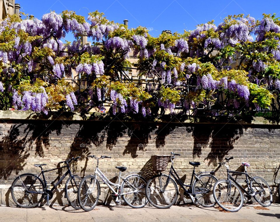 Bicycles in Cambridge 