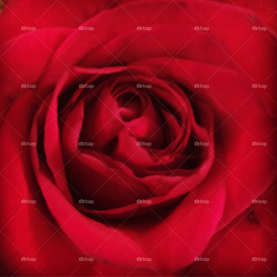 Rose, Love, Affection, Romance, Petal