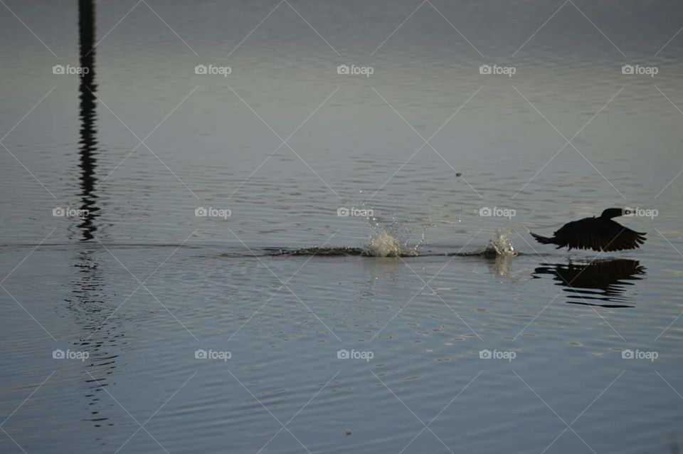 Water, Bird, Reflection, Lake, River