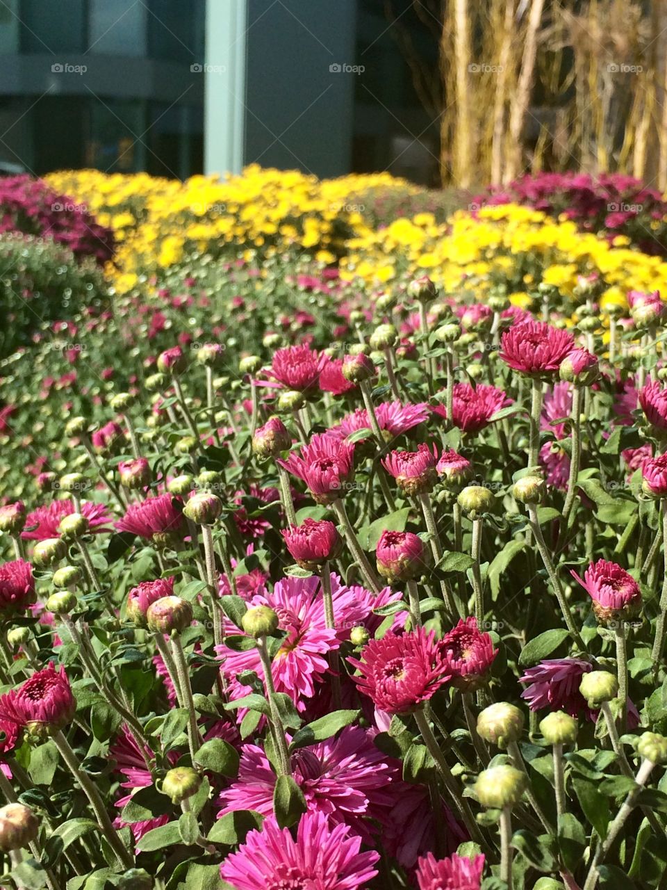 Close up flowers