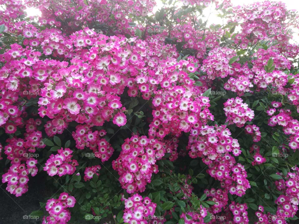 rose flowers