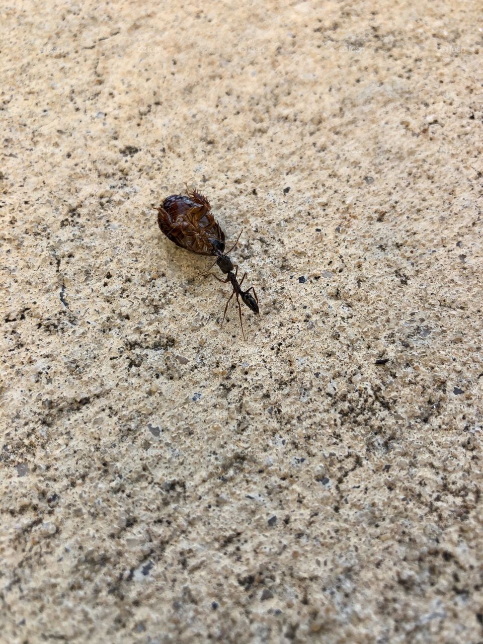 Ant dragging meal home across sidewalk
