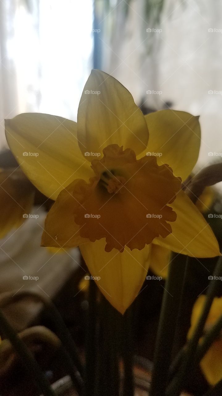 Daffodils
