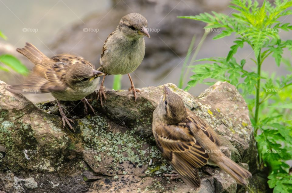 Sparrows 