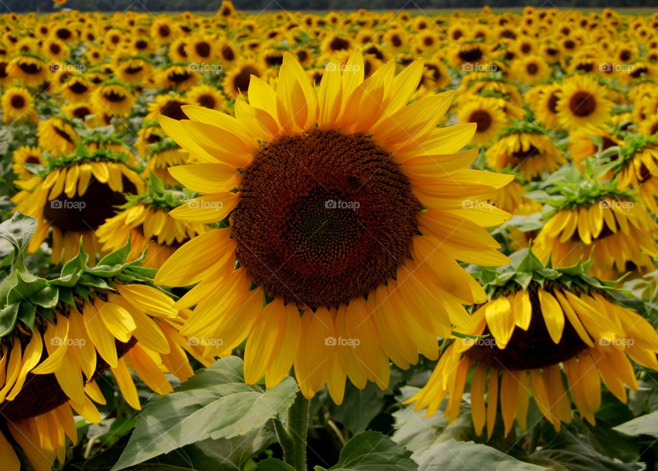 View of sunflower field