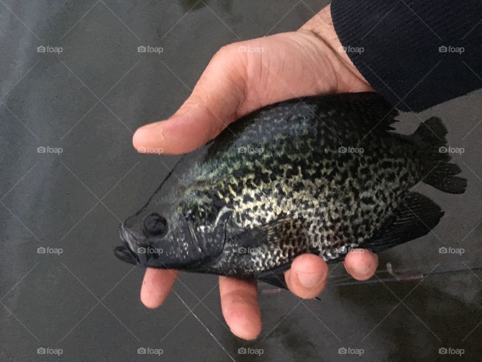 Spawning Crappie 